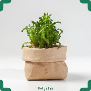 ساکولنت کراسولا بندکفشی