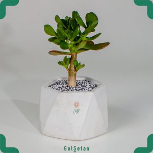 کراسولا در گلدان بتنی