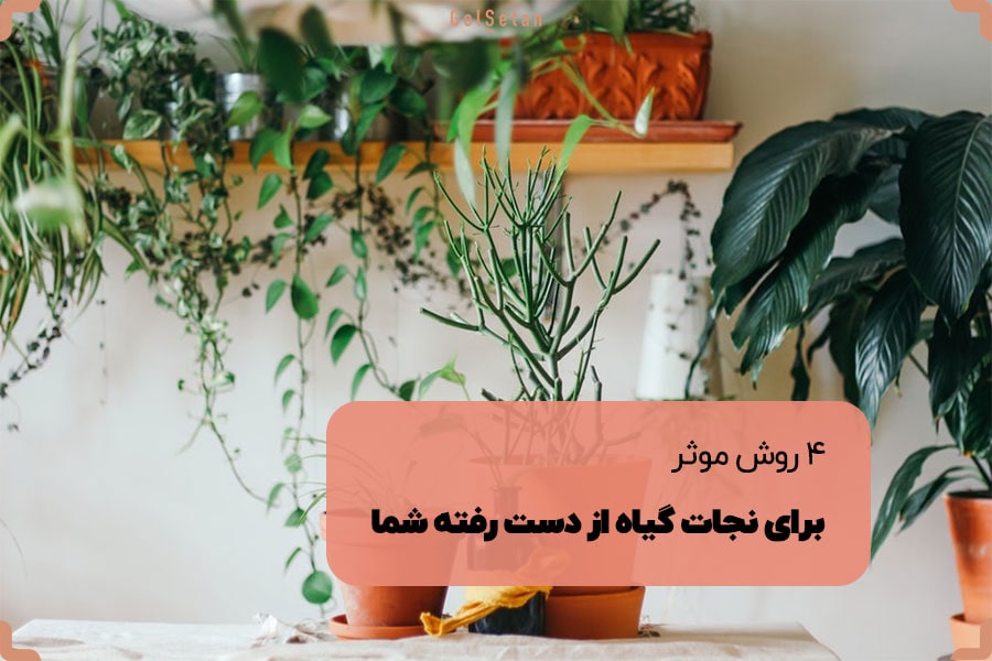 4 روش موثر برای نجات گیاه شما که در حال مرگ است | گُل‌سِتان
