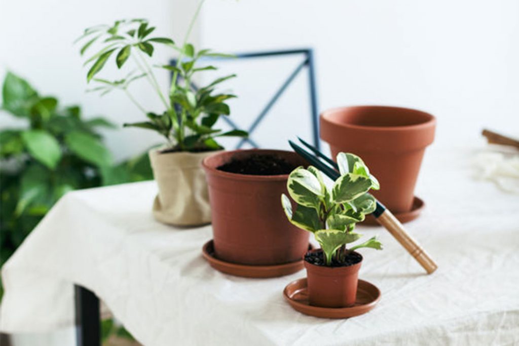 4 روش موثر نجات گیاه آپارتمانی شما