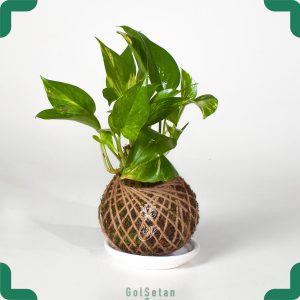 کوکداما پتوس سبز