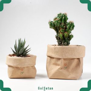 پکیج کاکتوس