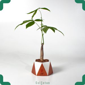 گیاه آپارتمانی پاچیرال یا درخت پول