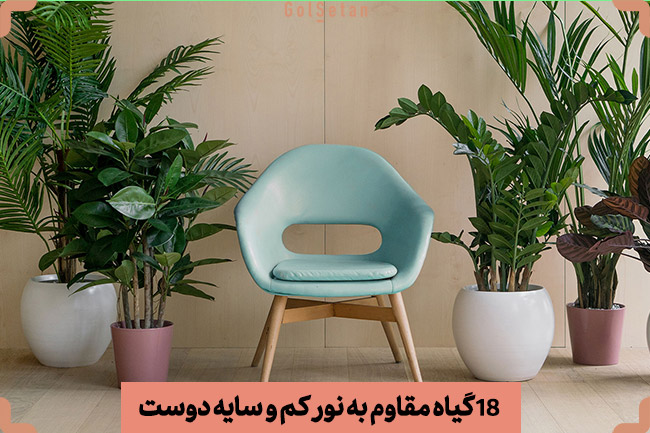 گل های آپارتمانی مقاوم به نور کم و سایه دوست