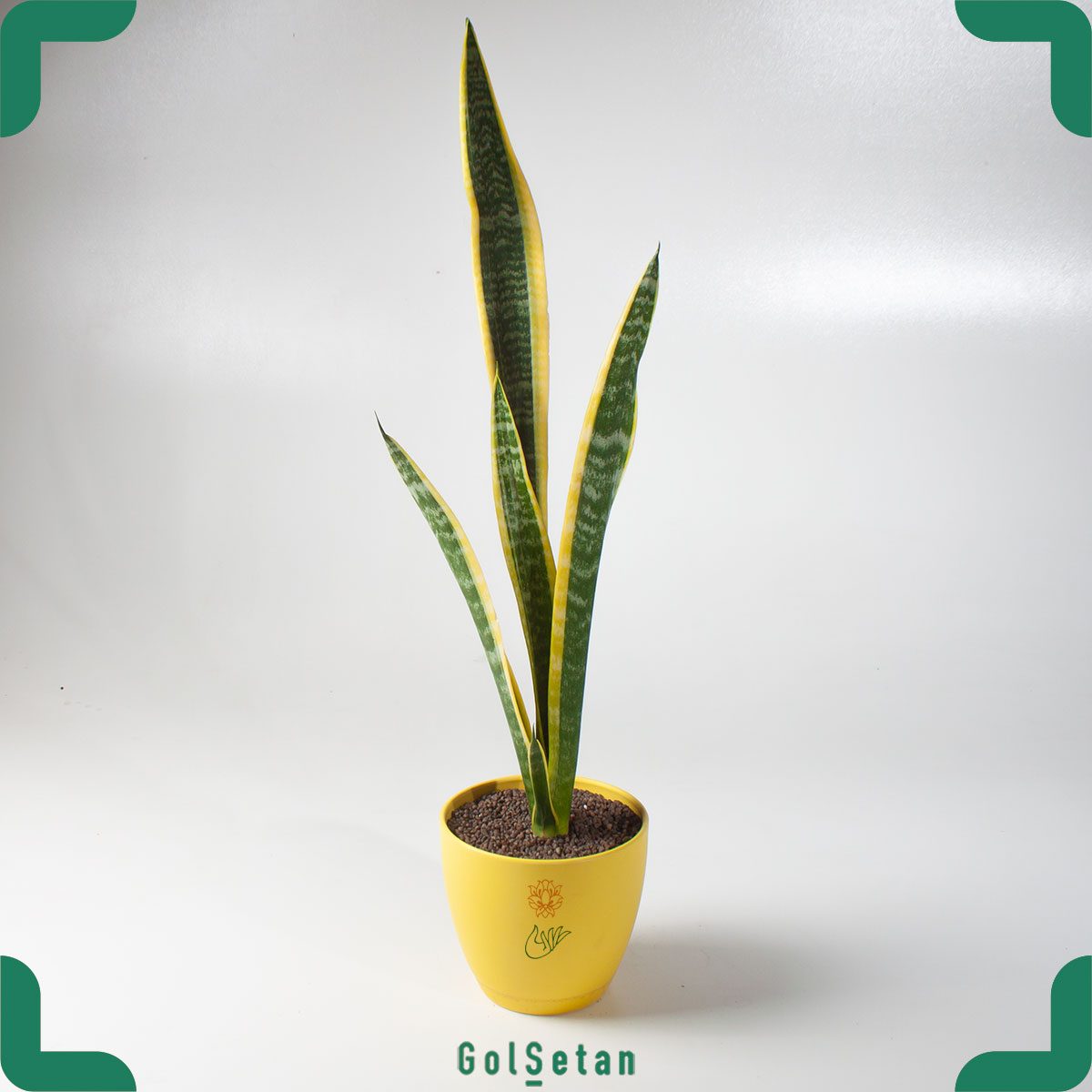 sansevieria-laurentii-yellow سانسوریا شمشیری متوسط
