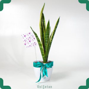 گیاه سانسوریا