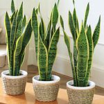 گونه سانسوریا Futura Superba