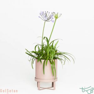سوسن آفریقایی