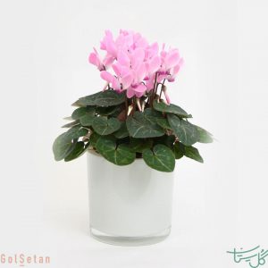 سیکلامن (گل نگون سار)