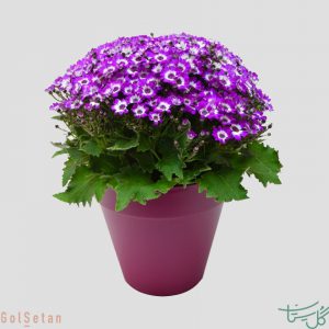 سینره