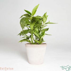 شمشاد ژاپنی