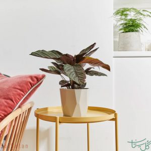 کالاتیا سندرینا