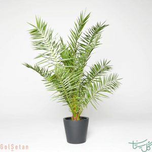 نخل جزایر قناری