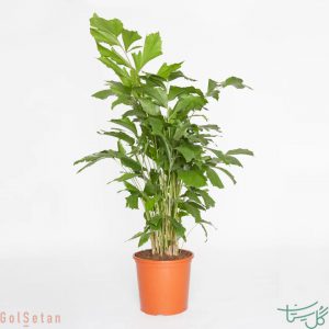نخل کاریوتا (نخل دم ماهی)