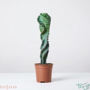 کاکتوس سرئوس ولیدوس