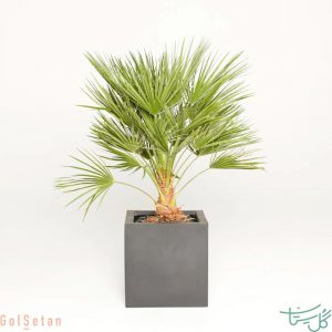 نخل بادبزنی ( اریکا پالم )