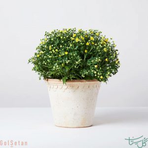 گل داوودی