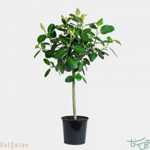 فیکوس هندی