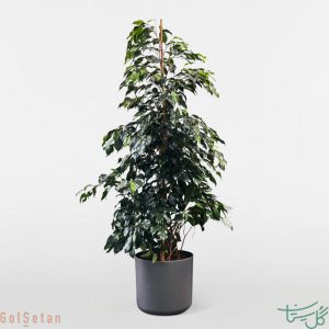 فیکوس بنجامین (انجیر برگ ریز)