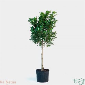 فیکوس میکروکارپا (انجیر پرده ای)