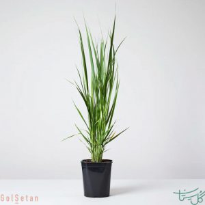 علف (گونه ای علف زینتی)