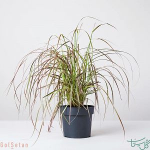 علف آبنمایی