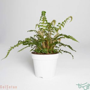 سرخس نوار ژاپنی