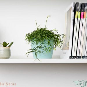 کاکتوس ریپسالیس