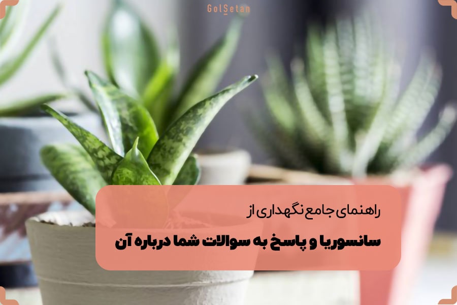 از سیر تا پیاز روش نگهداری از گیاه سانسوریا | گُل‌سِتان
