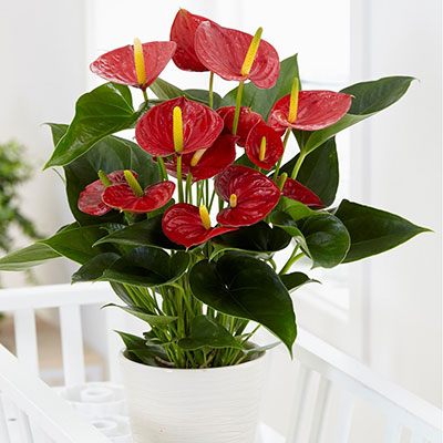 گل آنتوریوم گلدانی قرمز رنگ