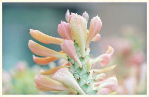 گیک نوع گیاه یشم