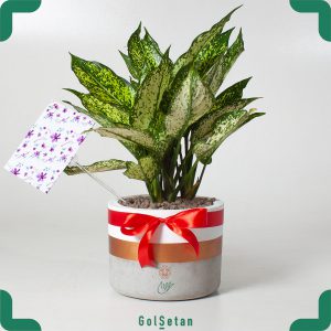 گلدان آگلونما