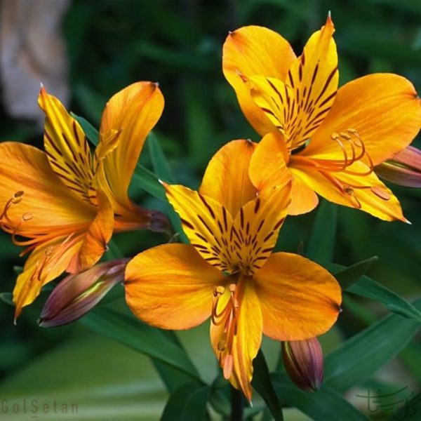 گل آلسترومریا Alstroemeria