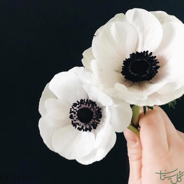 گل آنمون کم پر Anemone