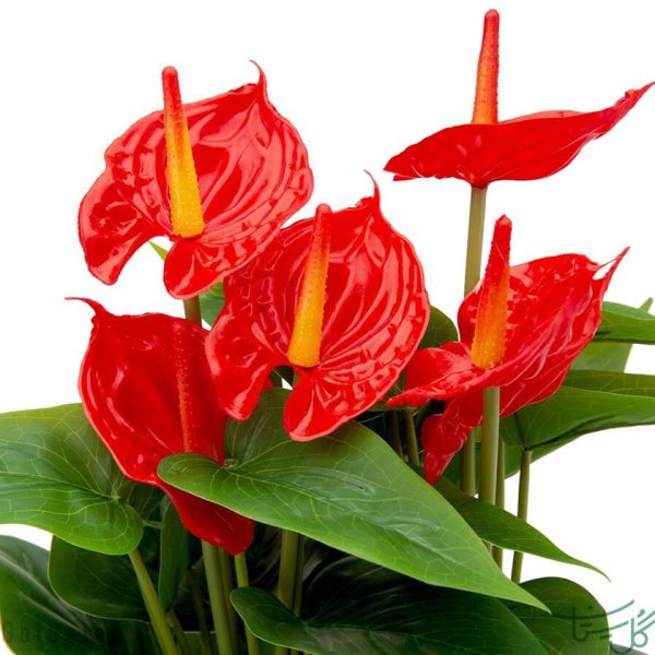 گل شاخه ای آنتوریوم Anthurium