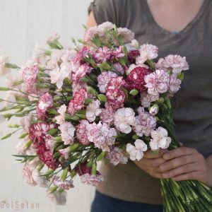 گل میخک مینیاتوری Carnation
