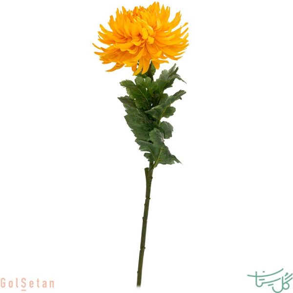 گل داوودی شاخه ای Chrysanthemum