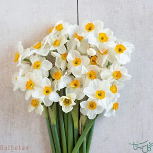 گل نرگس شیراز معطر Daffodil