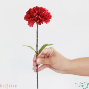 گل میخک شاخه ای Dianthus