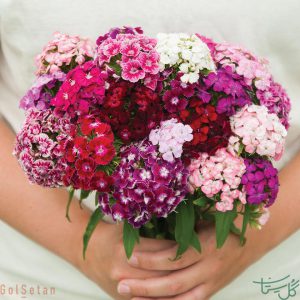 گل شاخه بریده قلم فور (قلنفور)