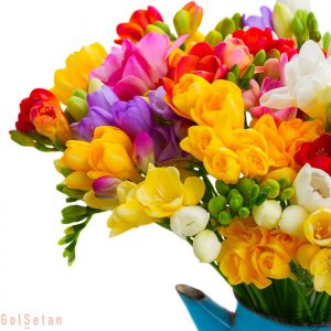 گل فریزیا Freesia