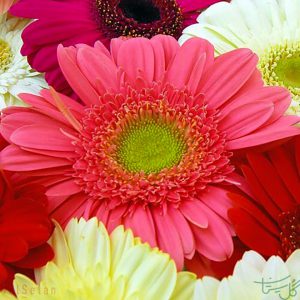 گل ژربرا Gerbera