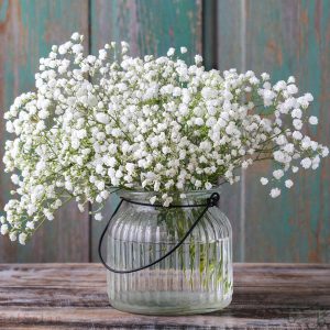 گل عروسی سفید Gypsophila
