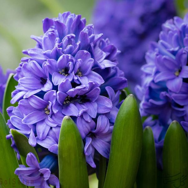 گل سنبل Hyacinth