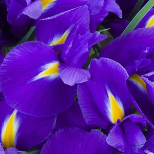 گل زنبق بنفش Iris