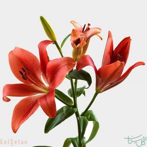 گل لیلیوم Lilies