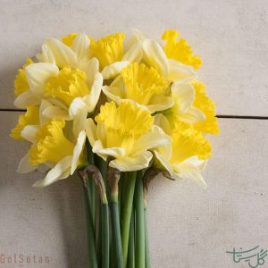 گل نرگس هلندی Narcissus