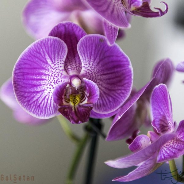 گل ارکیده بنفش Orchid