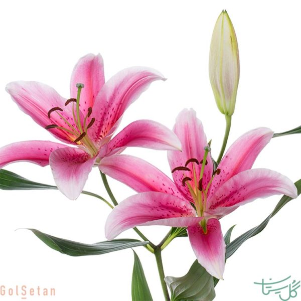 گل اورینتال معطر Oriental
