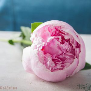 گل صد تومانی (پیونی) Peony